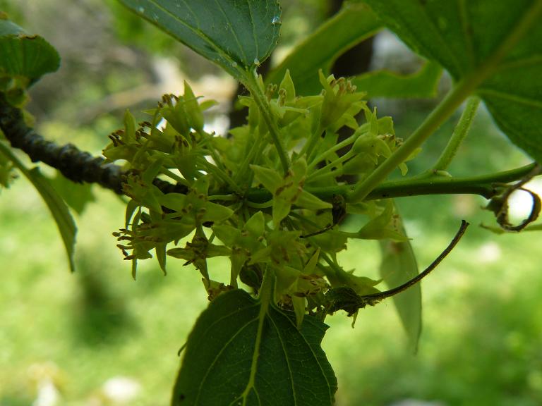 malga pedemontana - Cornus sp.